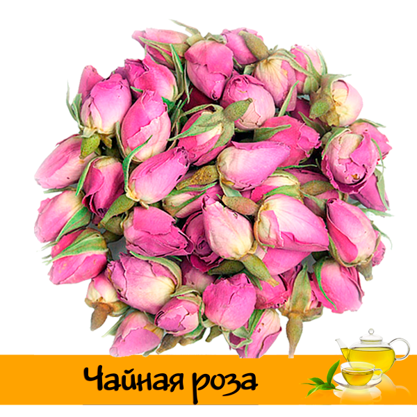 Чайная роза